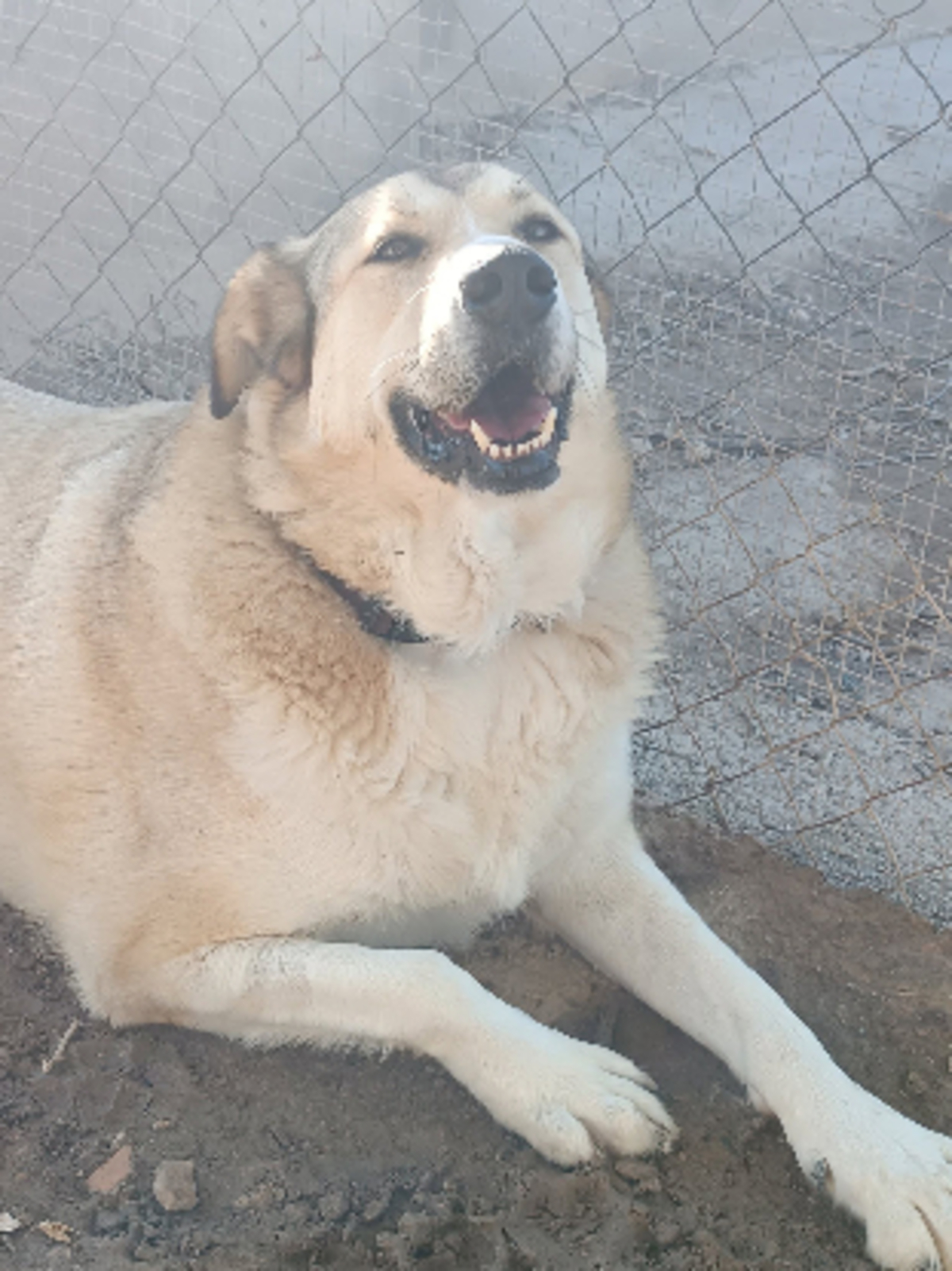 Adoption Hannah