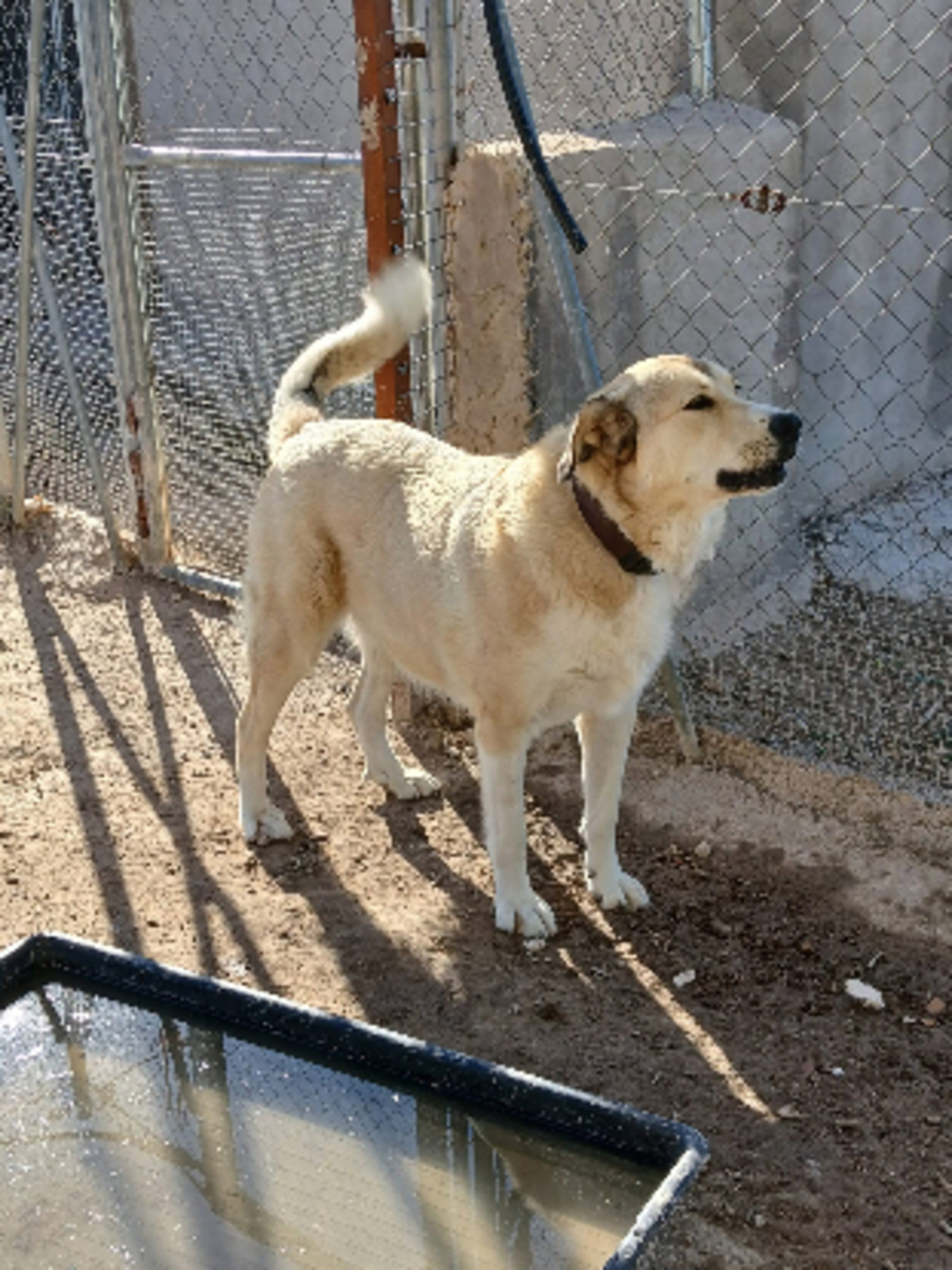 Adoption Hannah