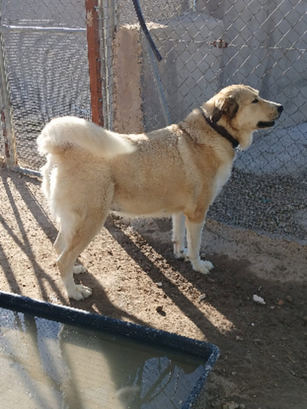 Adoption Hannah