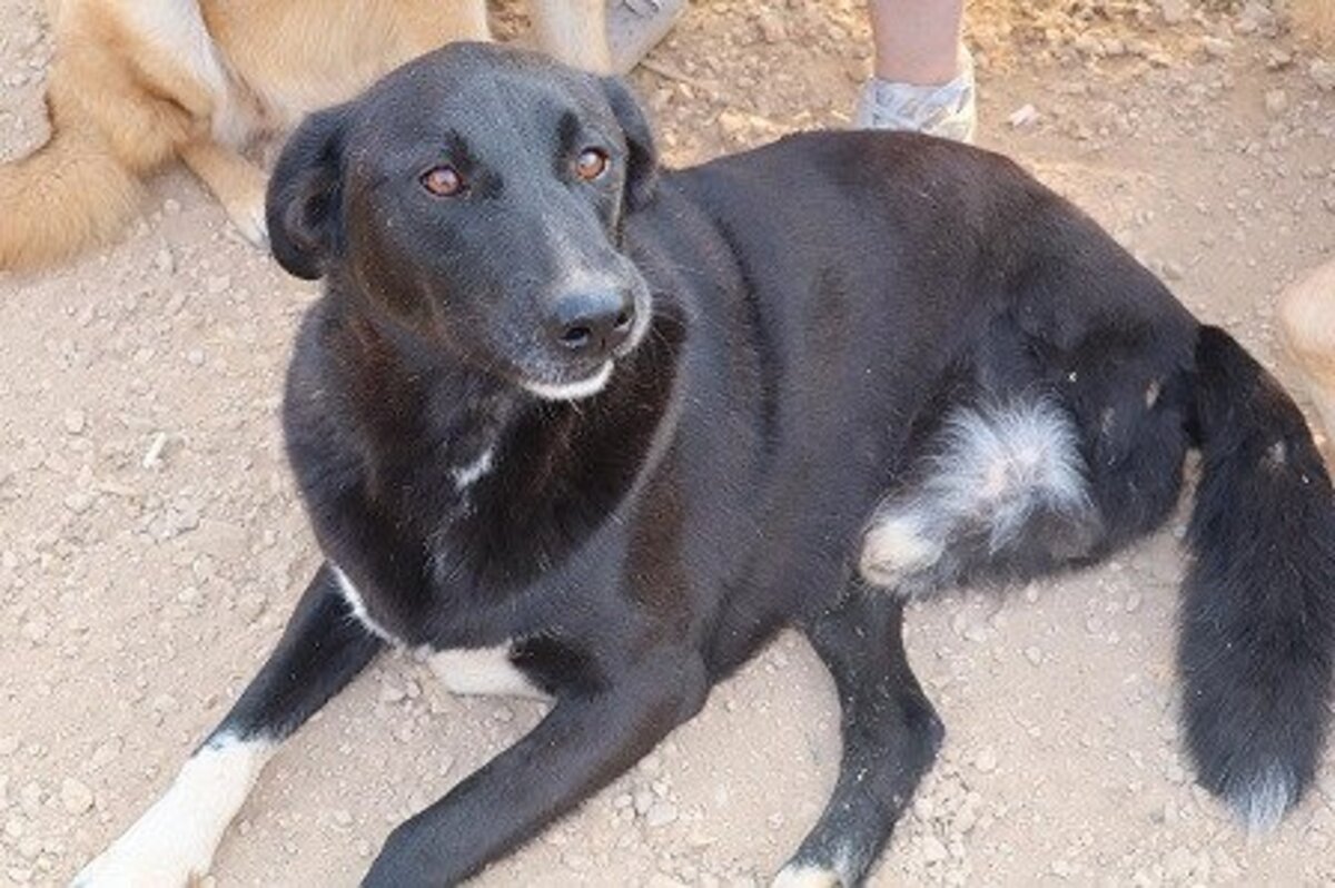Adoption Happy