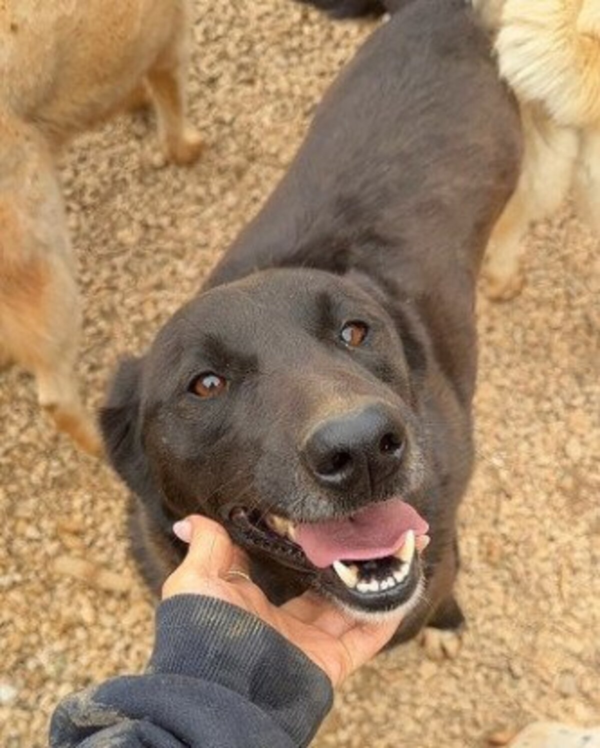 Adoption Happy