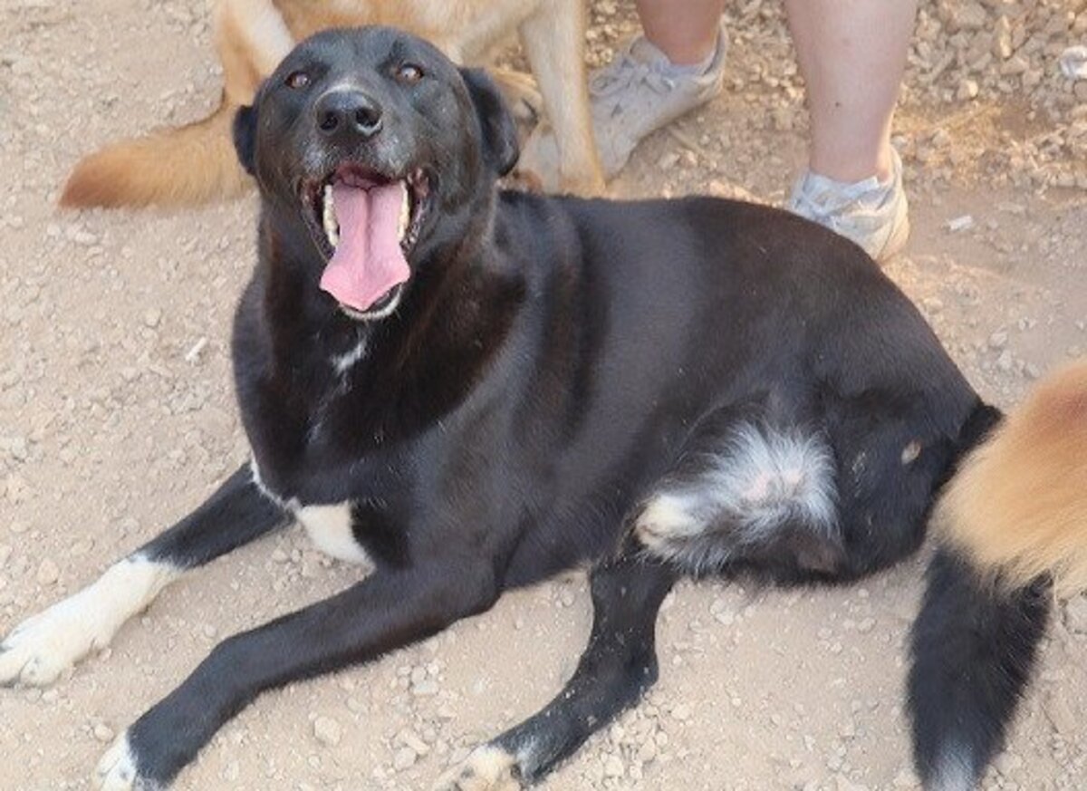 Adoption Happy