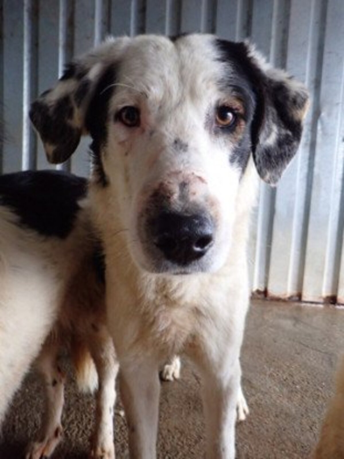 Adoption Harley