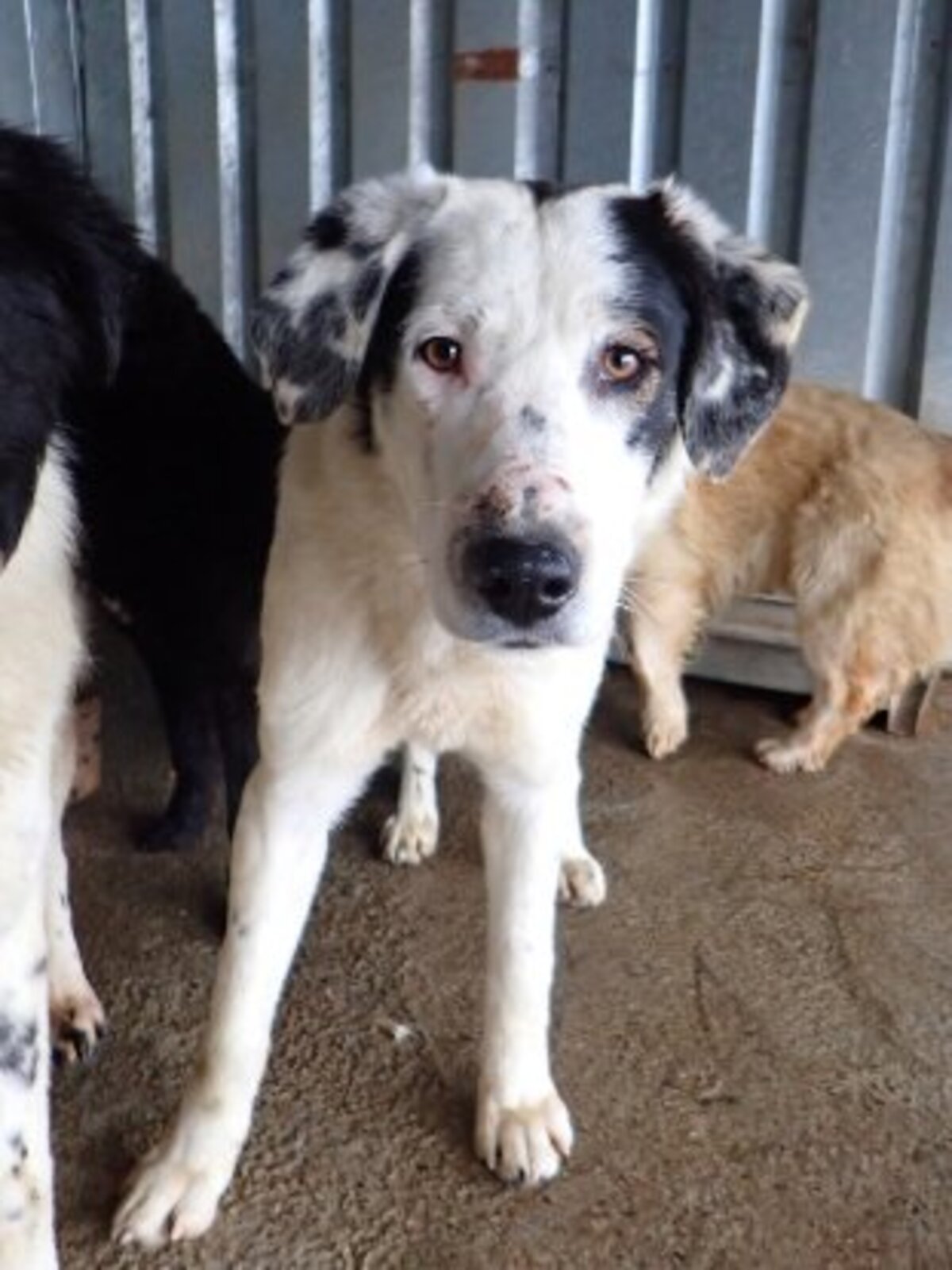 Adoption Harley