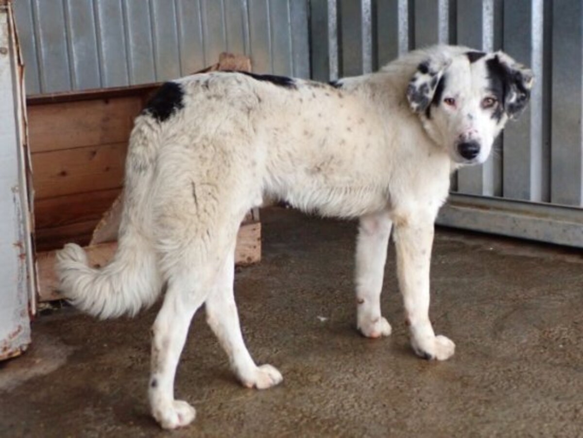 Adoption Harley