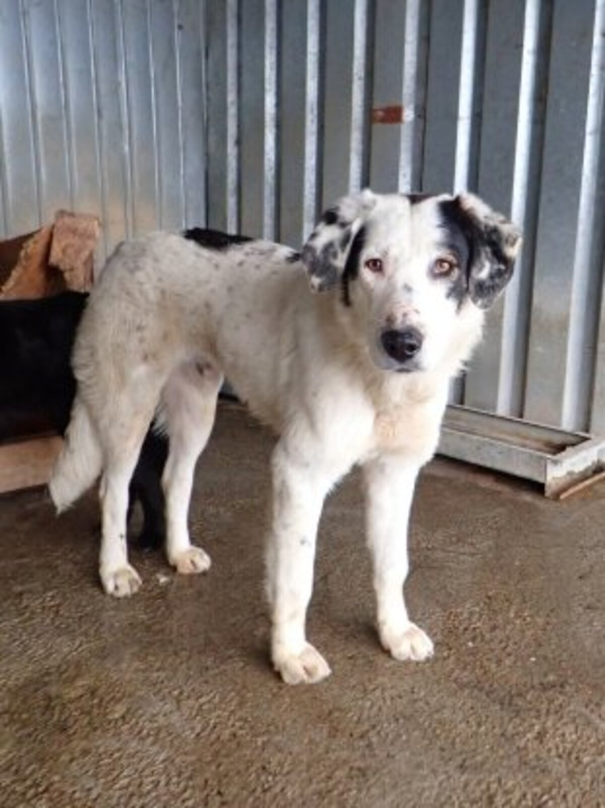 Adoption Harley