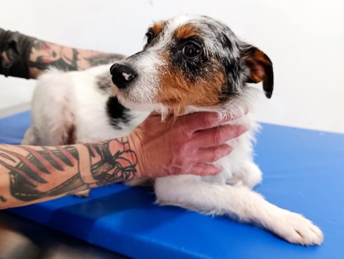 Adoption Harper