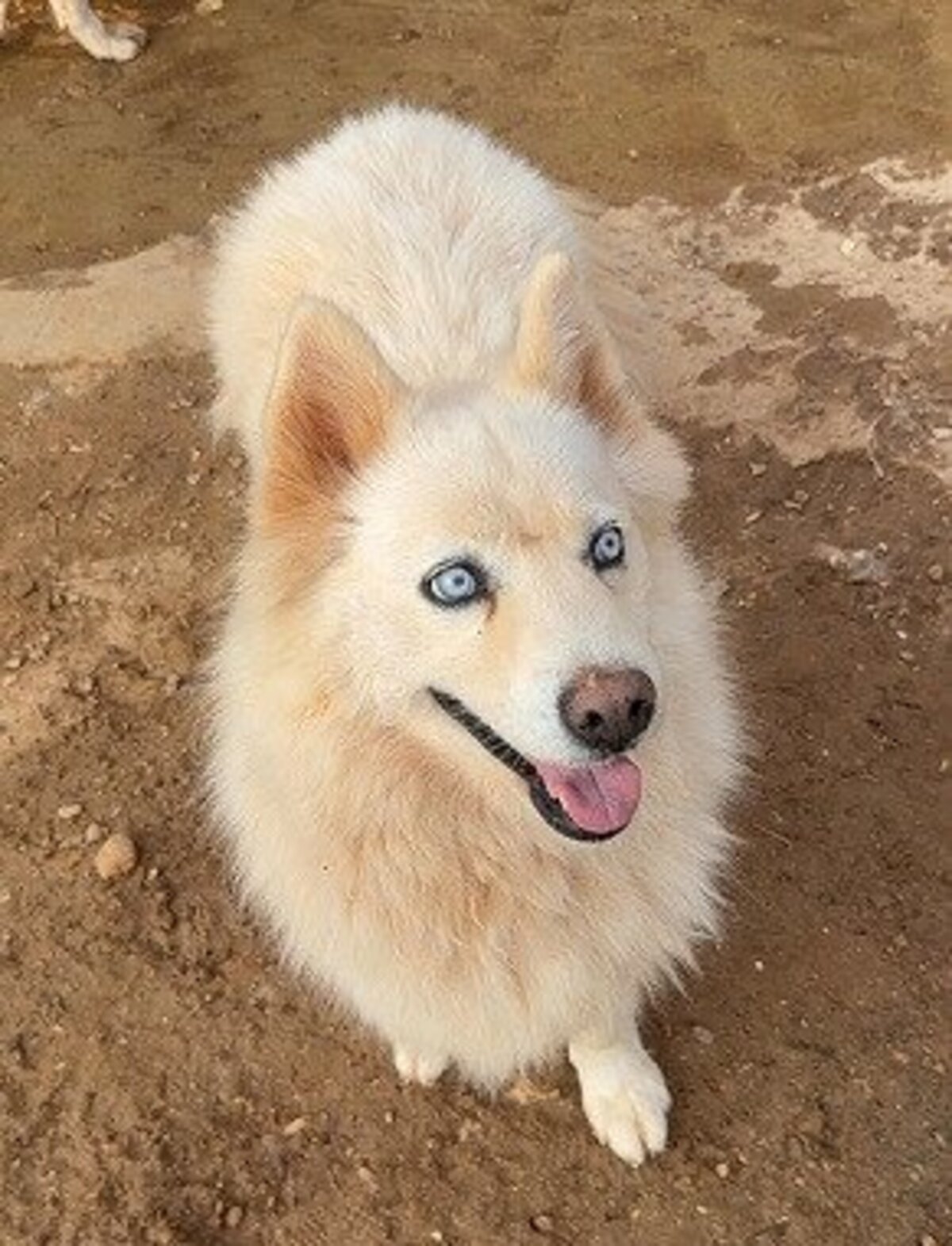 Adoption Harper