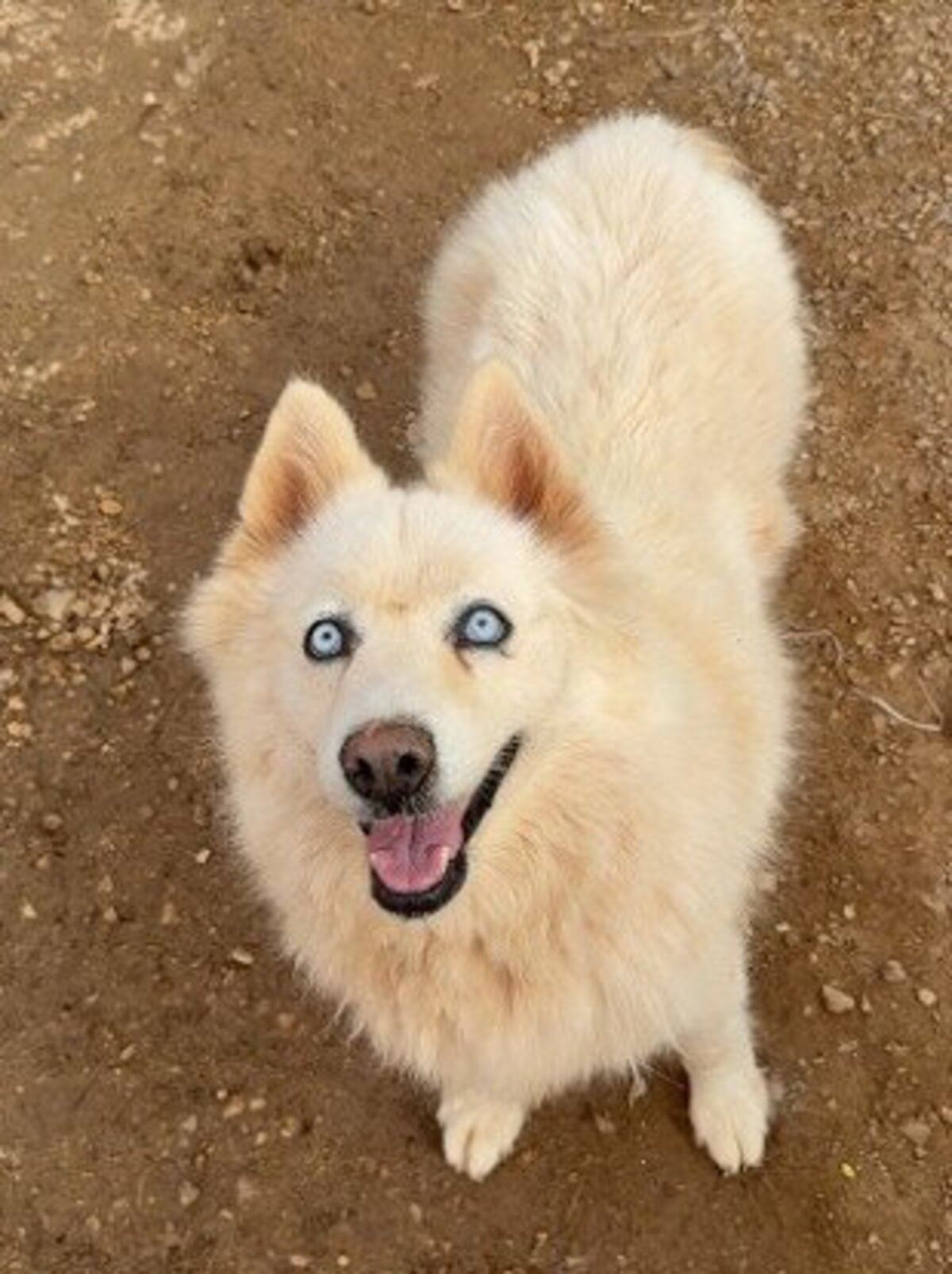 Adoption Harper