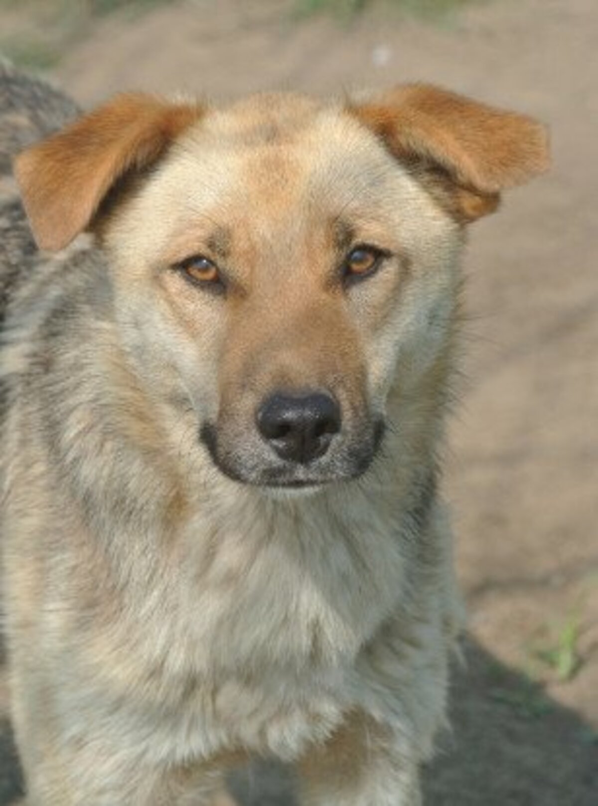 Adoption Harrison