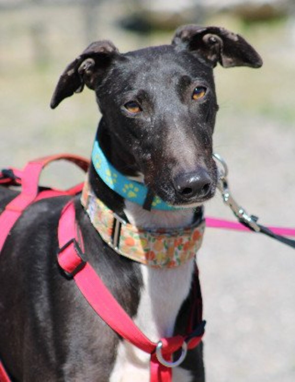 Adoption Harrison