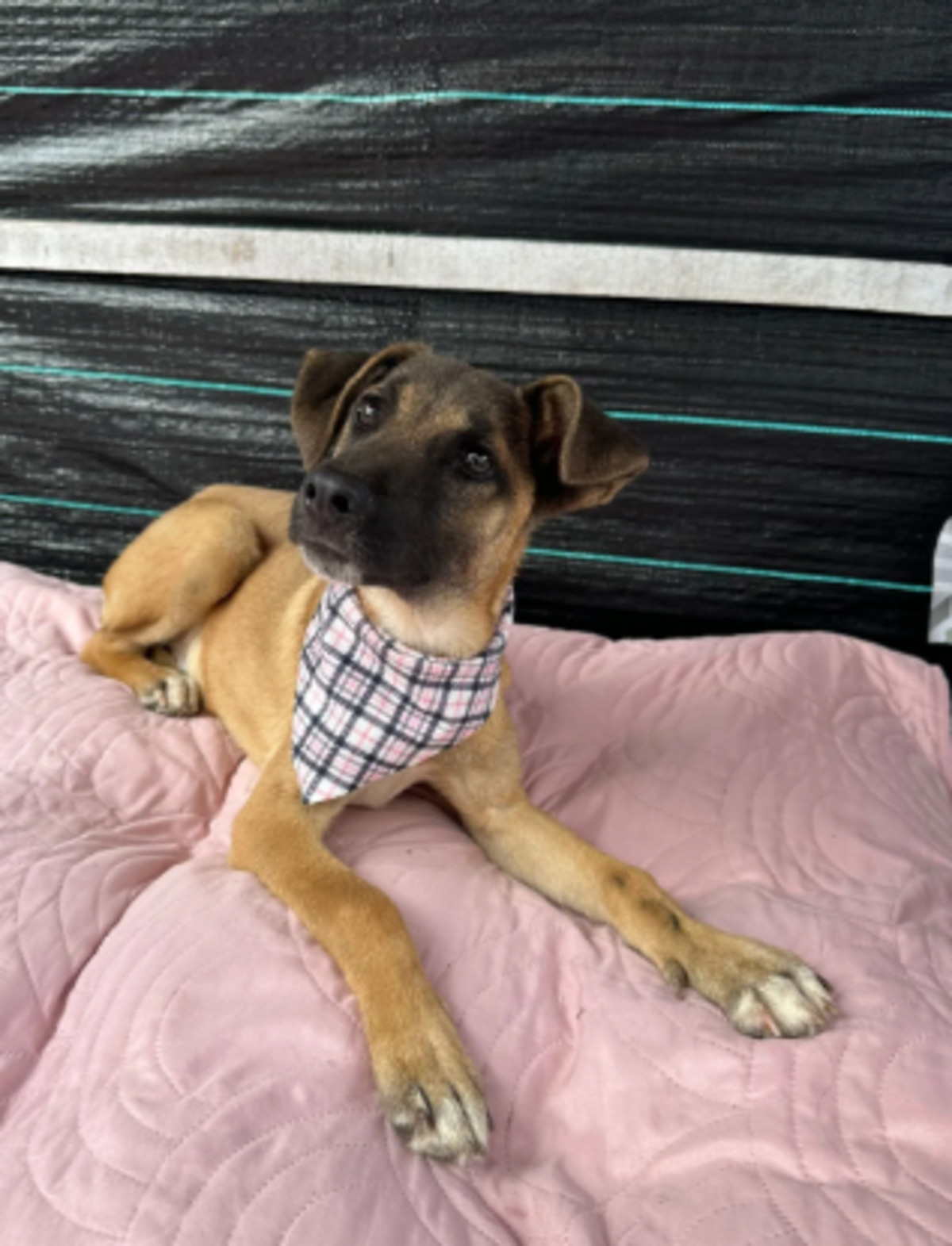 Adoption Haya
