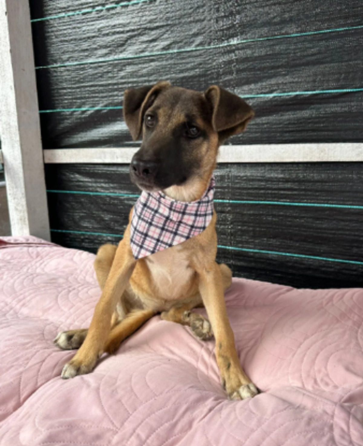 Adoption Haya