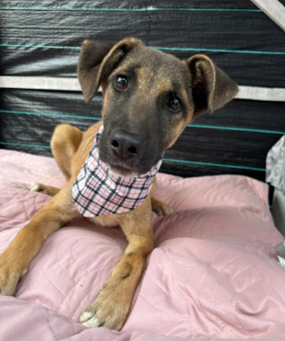 Adoption Haya