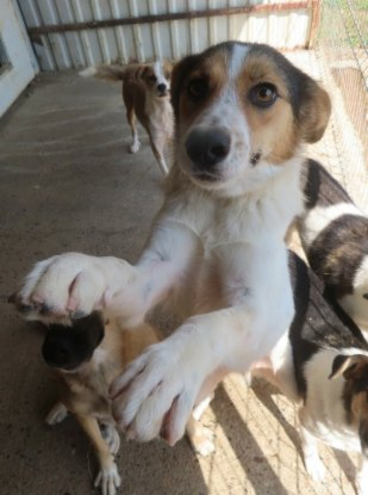 Adoption Hayao