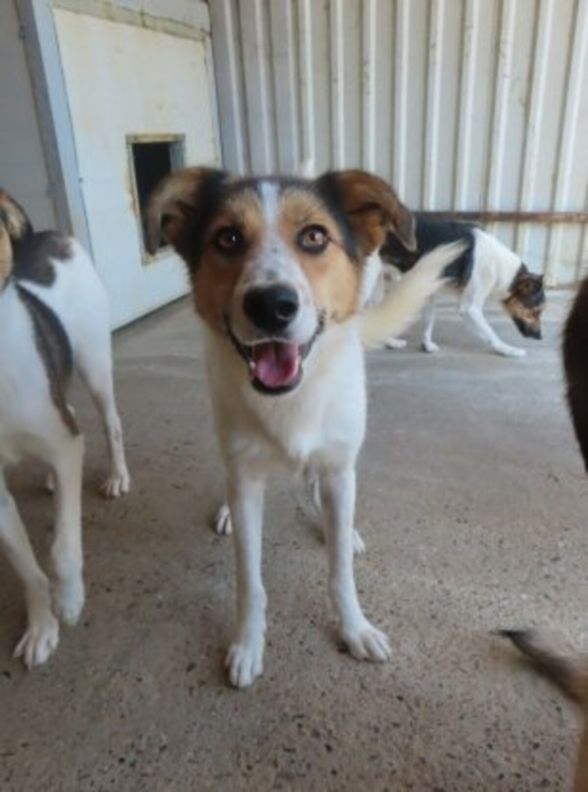 Adoption Hayao