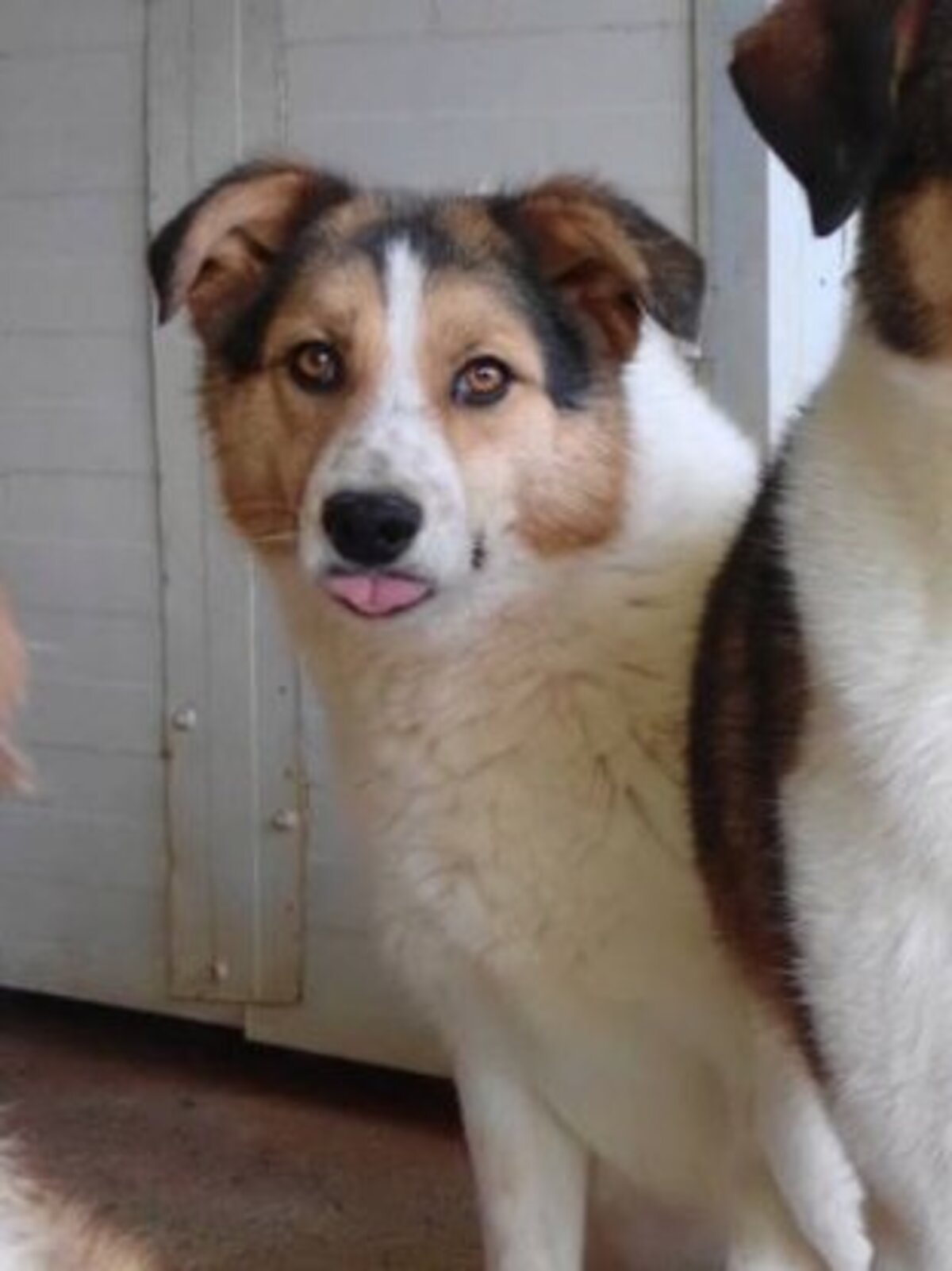 Adoption Hayao