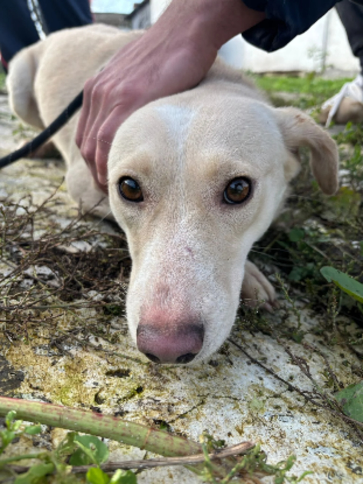 Adoption Hazel
