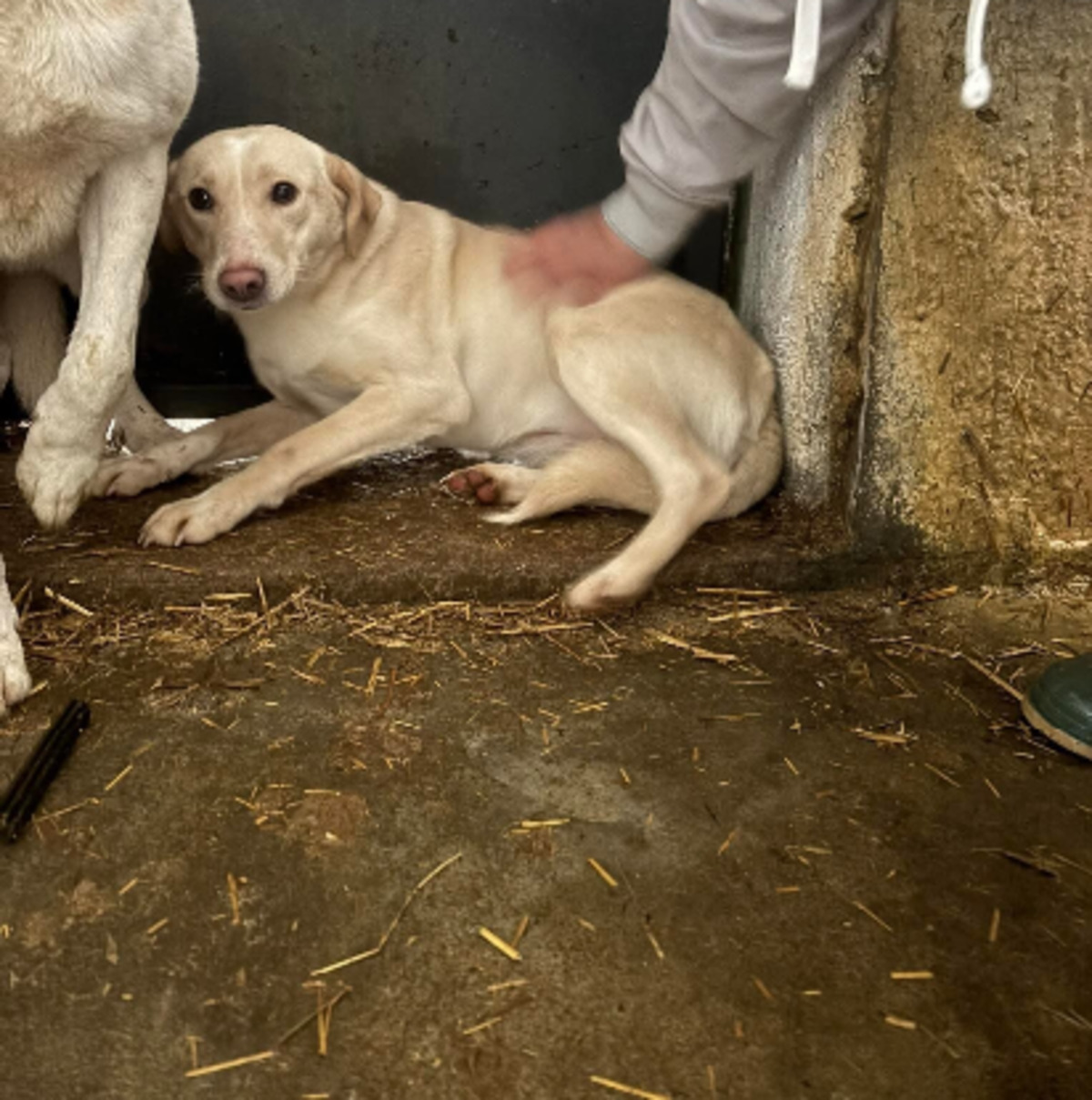 Adoption Hazel