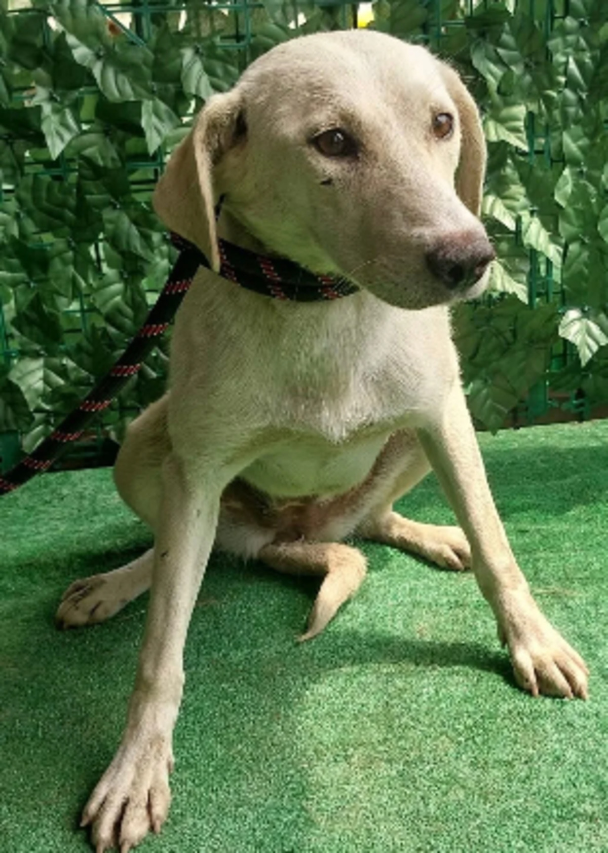 Adoption Hazel