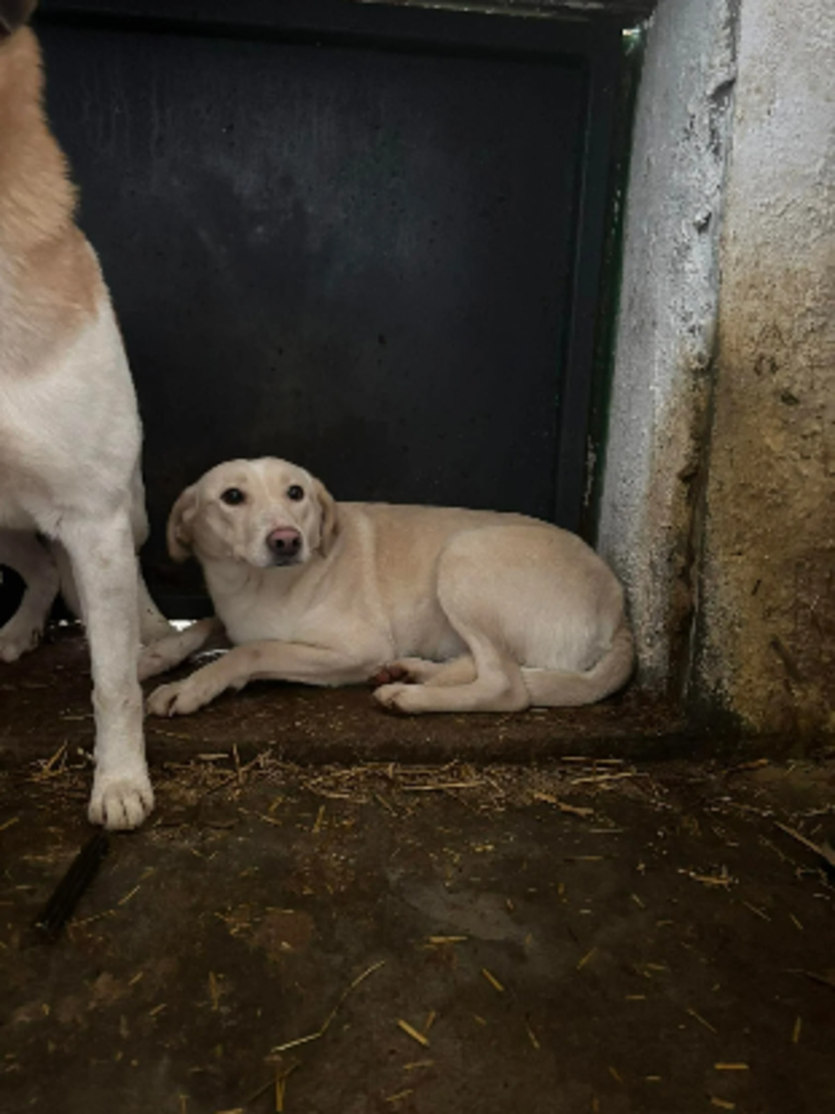 Adoption Hazel