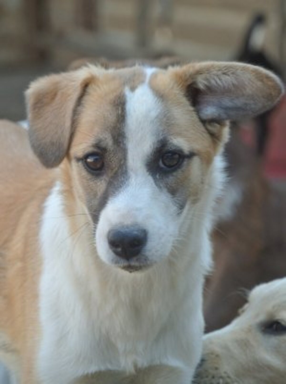 Adoption Helia