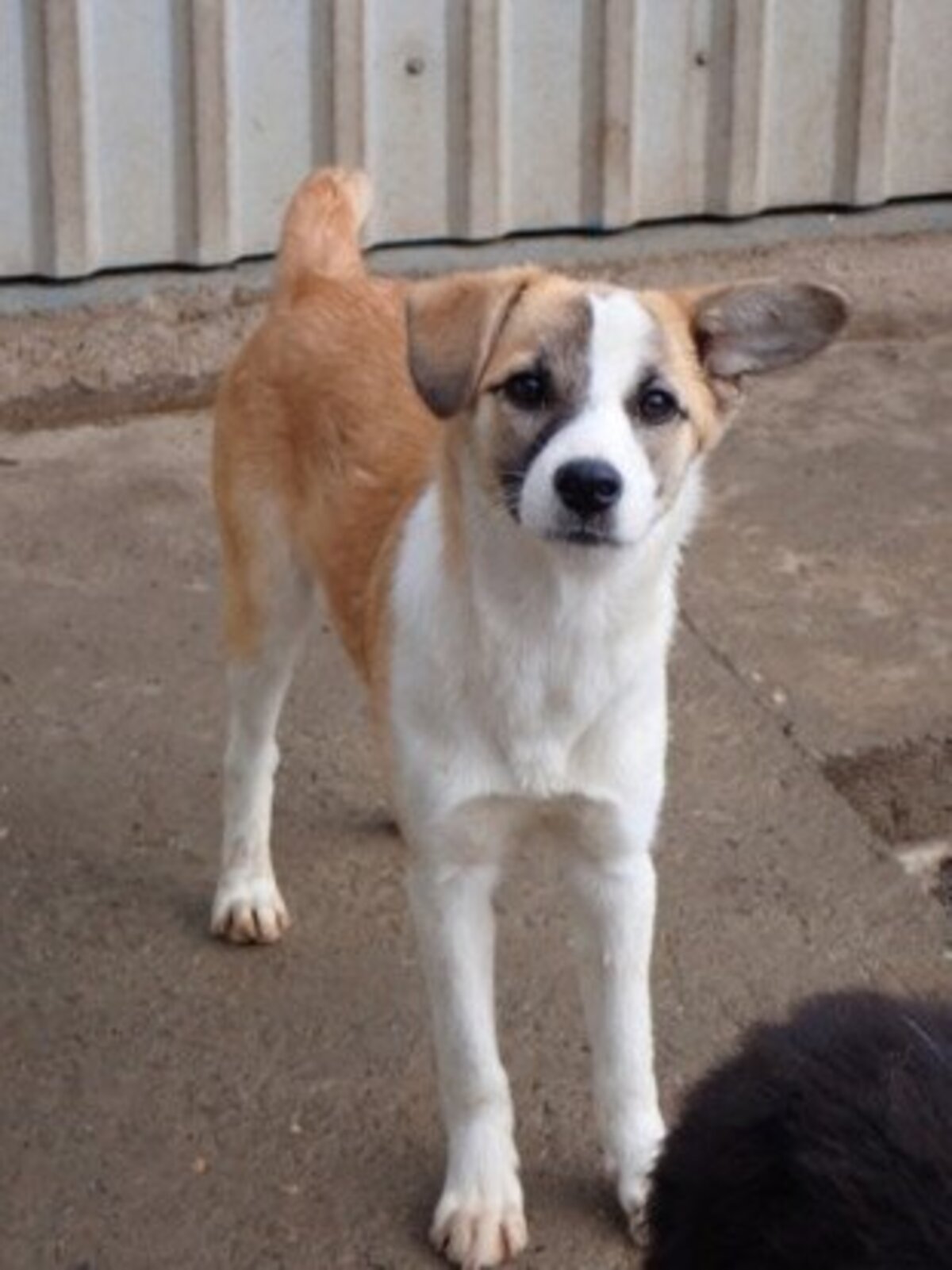 Adoption Helia