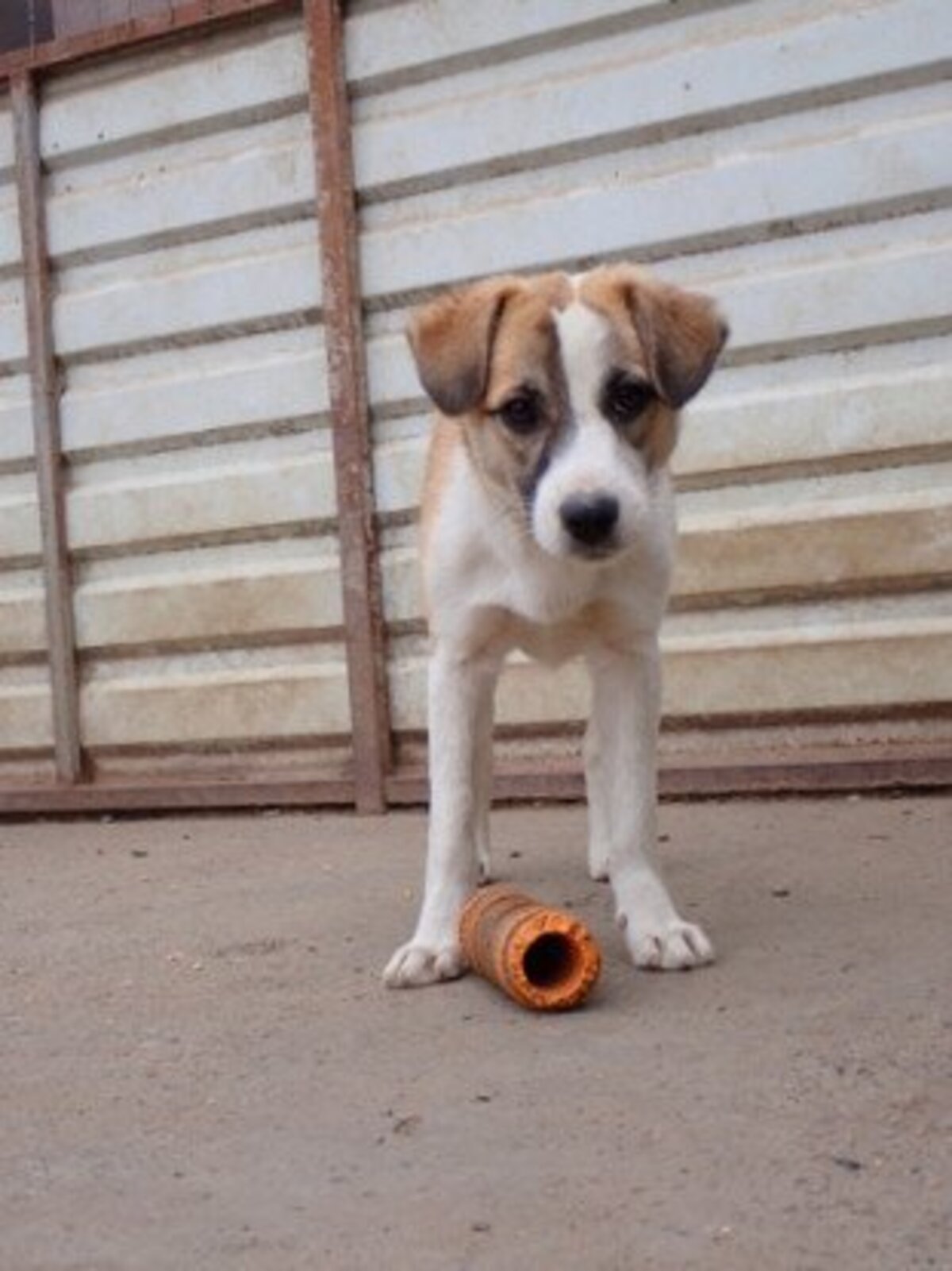Adoption Helia