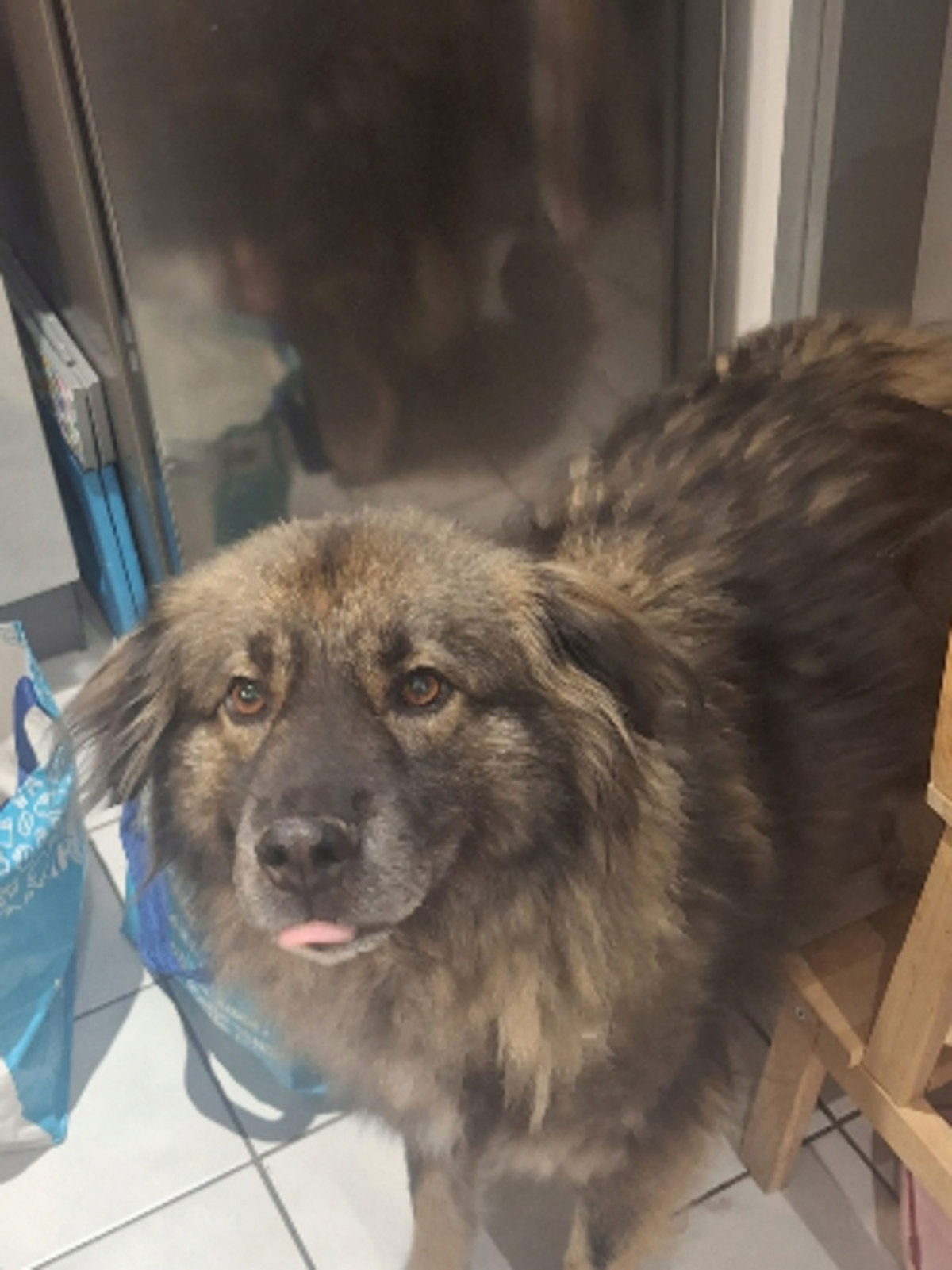 Adoption Helios