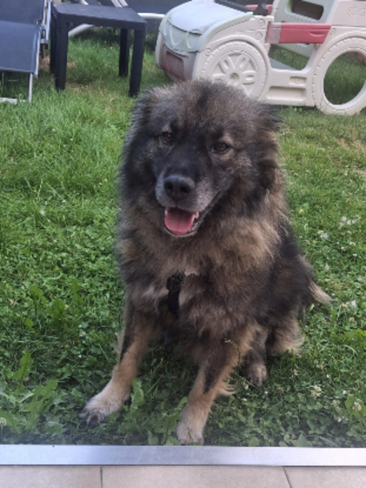 Adoption Helios