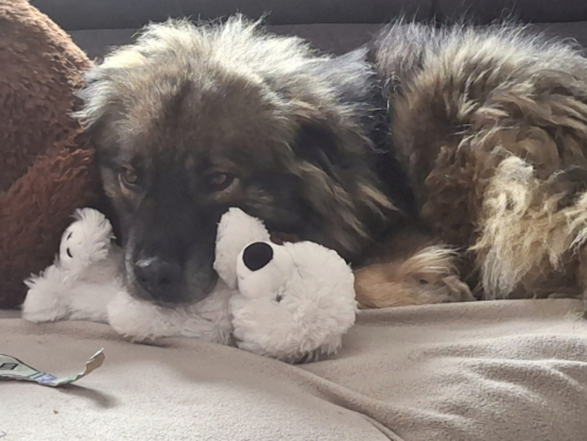 Adoption Helios