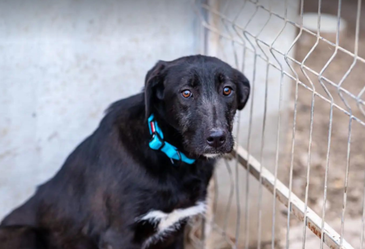Adoption Hellen