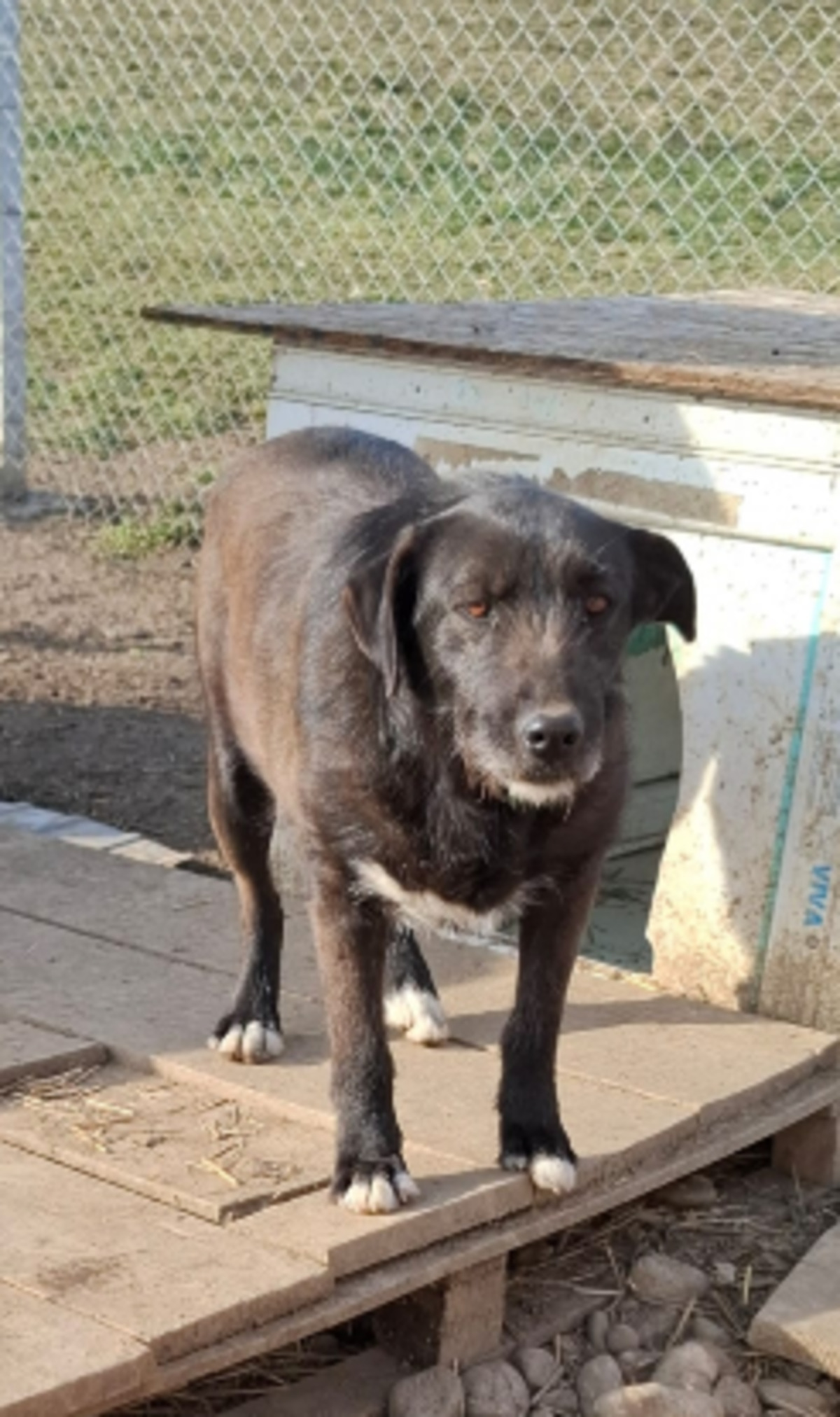 Adoption Hellen