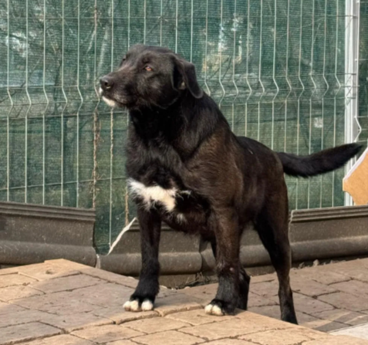 Adoption Hellen
