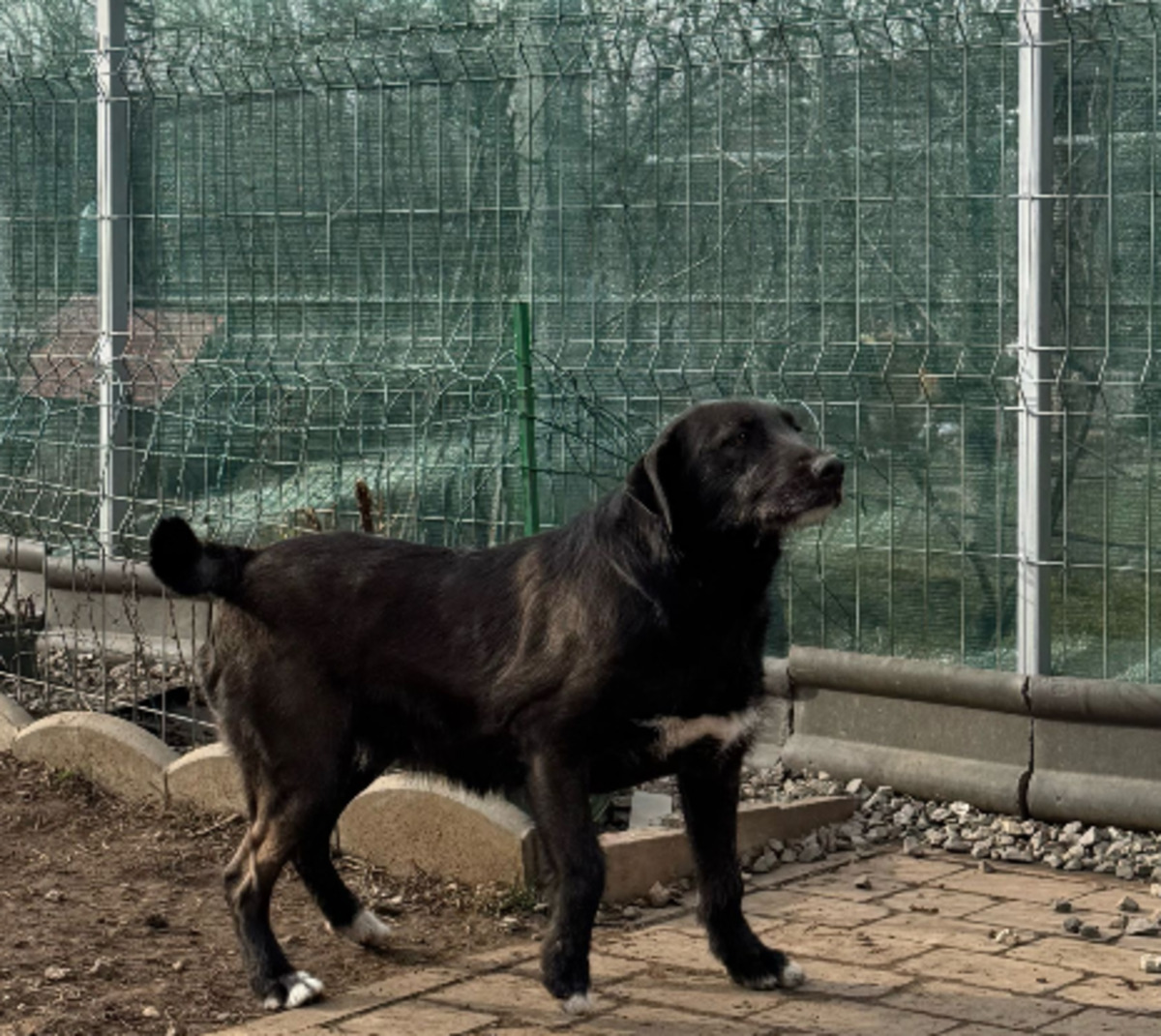 Adoption Hellen