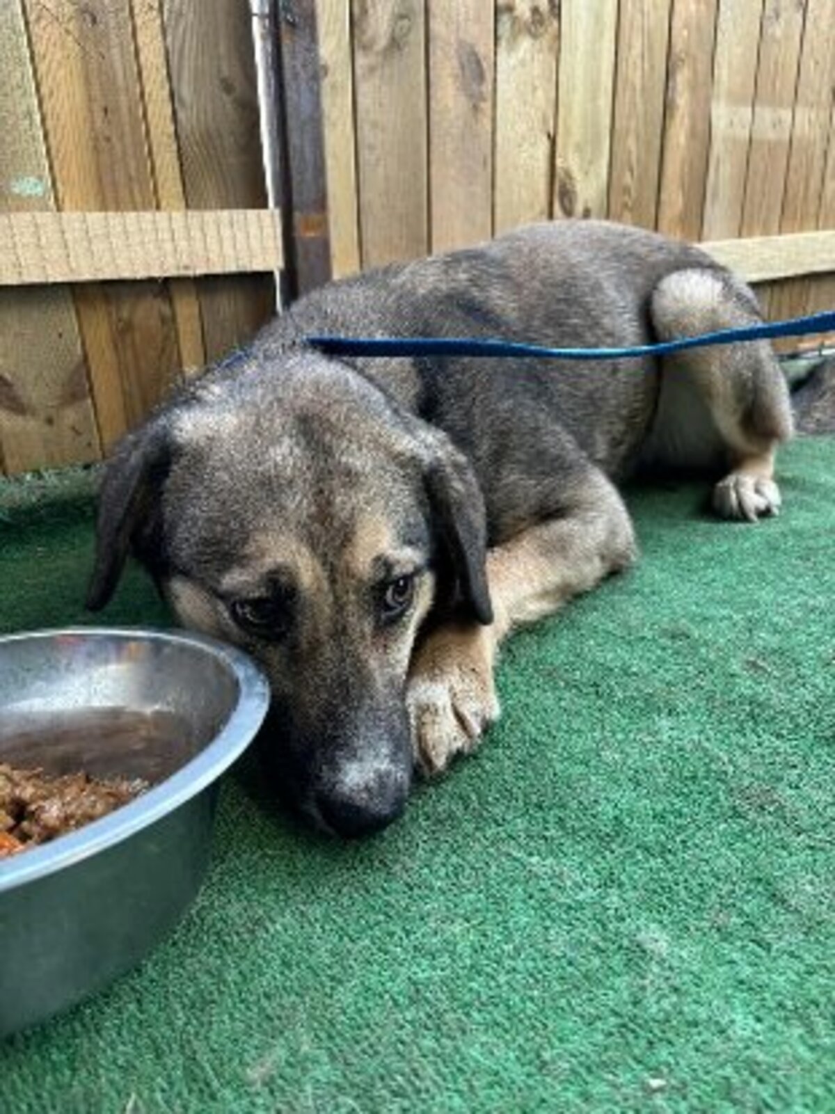 Adoption Hemera