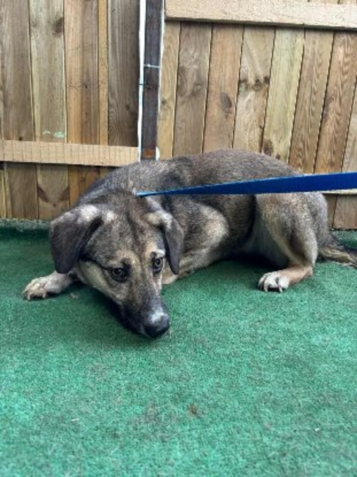 Adoption Hemera