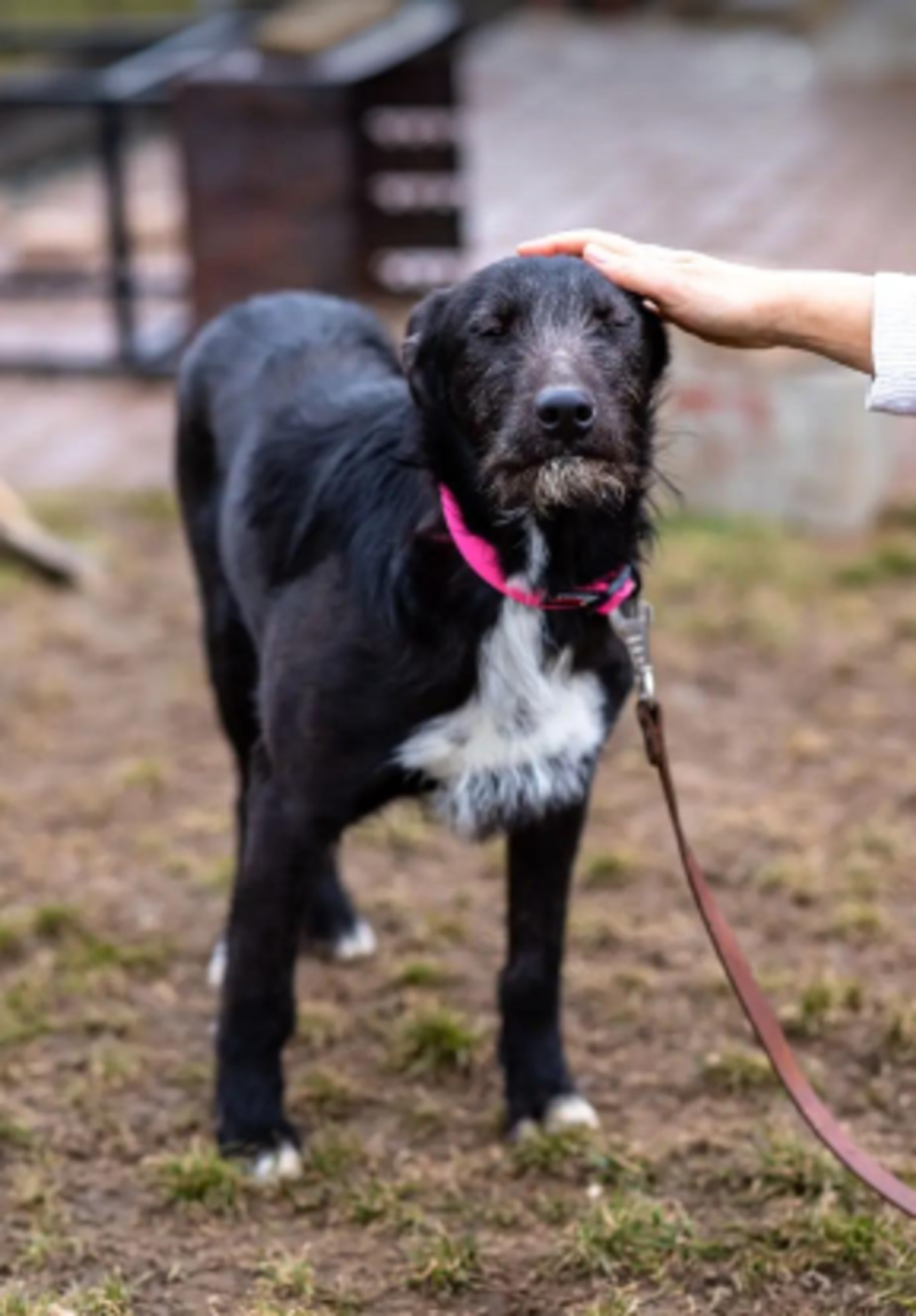 Adoption Henry