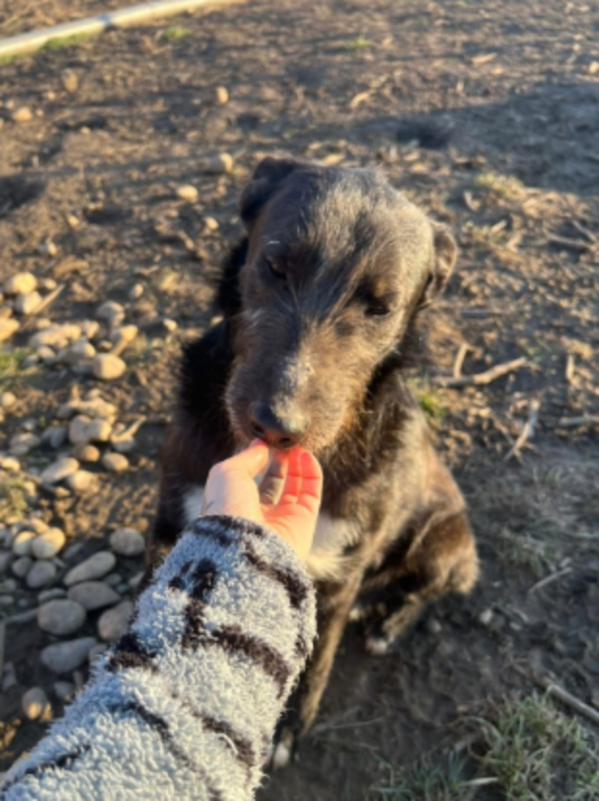 Adoption Henry