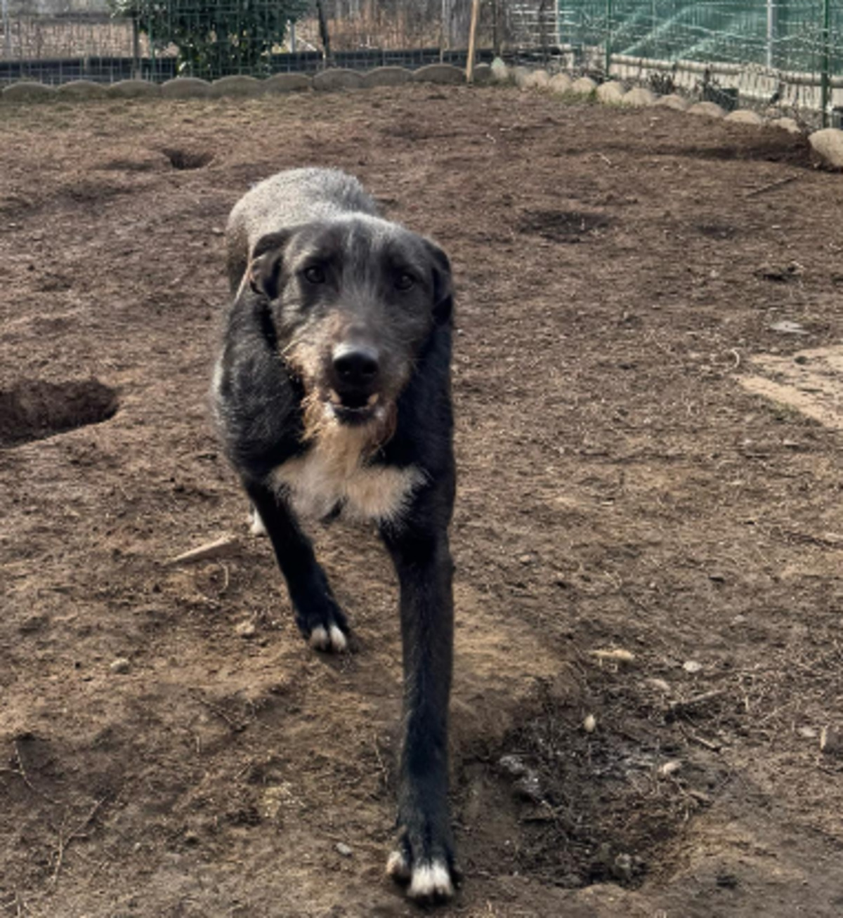 Adoption Henry