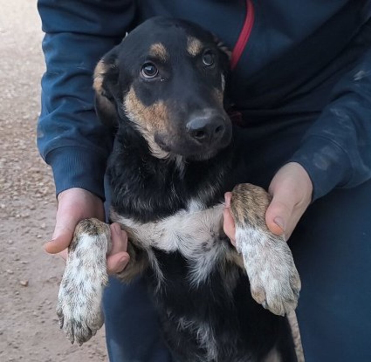 Adoption Hercules