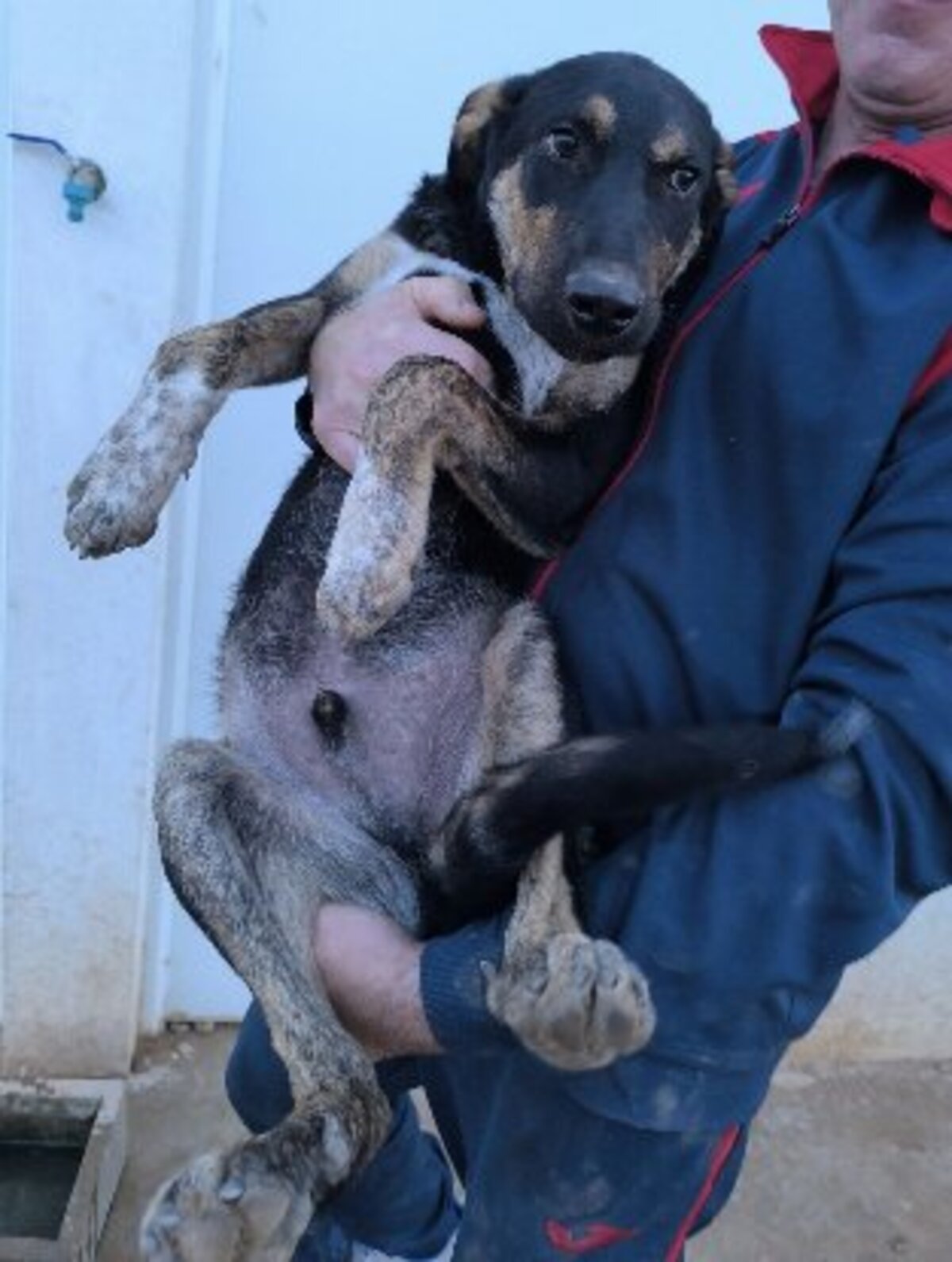 Adoption Hercules