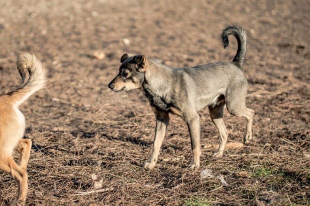 Adoption Hermes