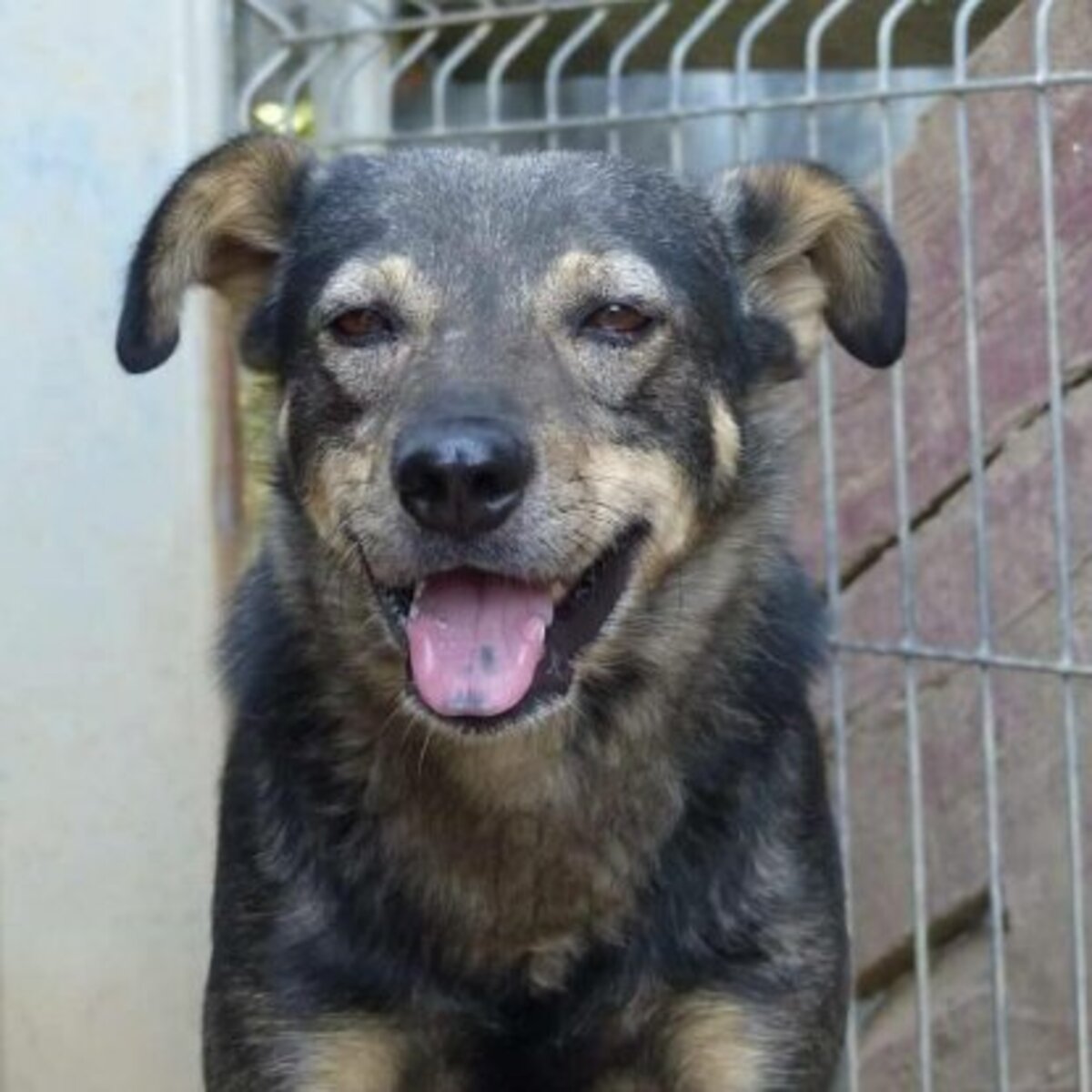 Adoption Hermes