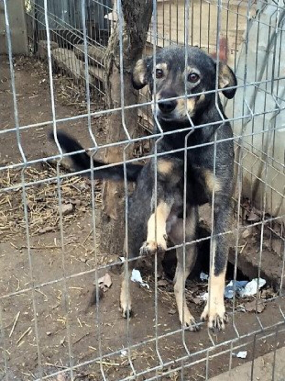 Adoption Hermes