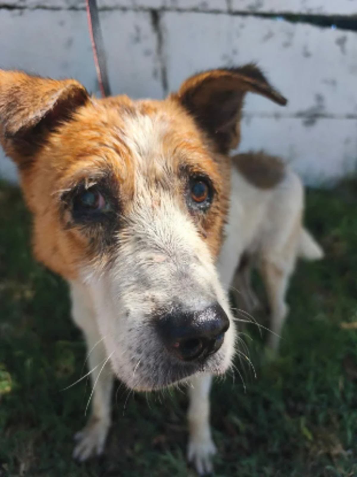 Adoption Hérold