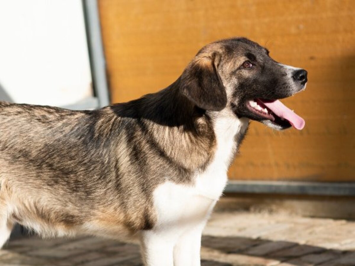 Adoption Hipo