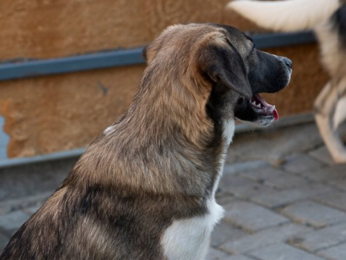 Adoption Hipo