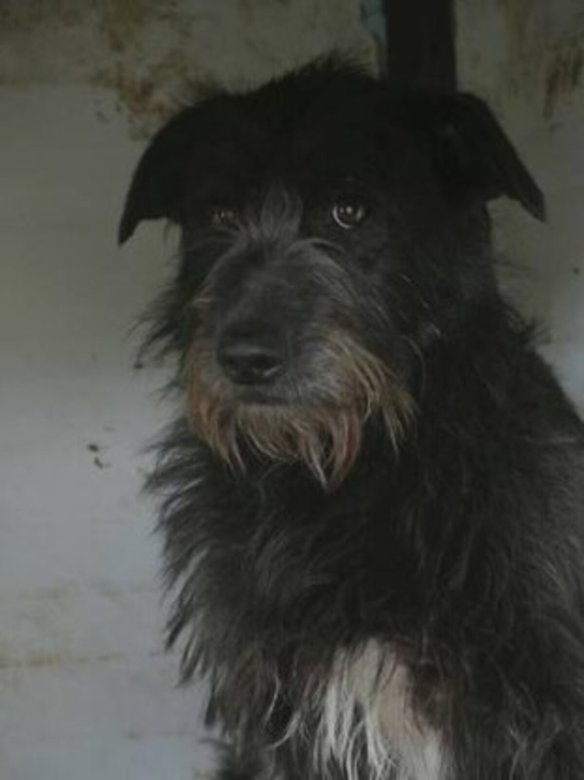 Adoption Hitchcock