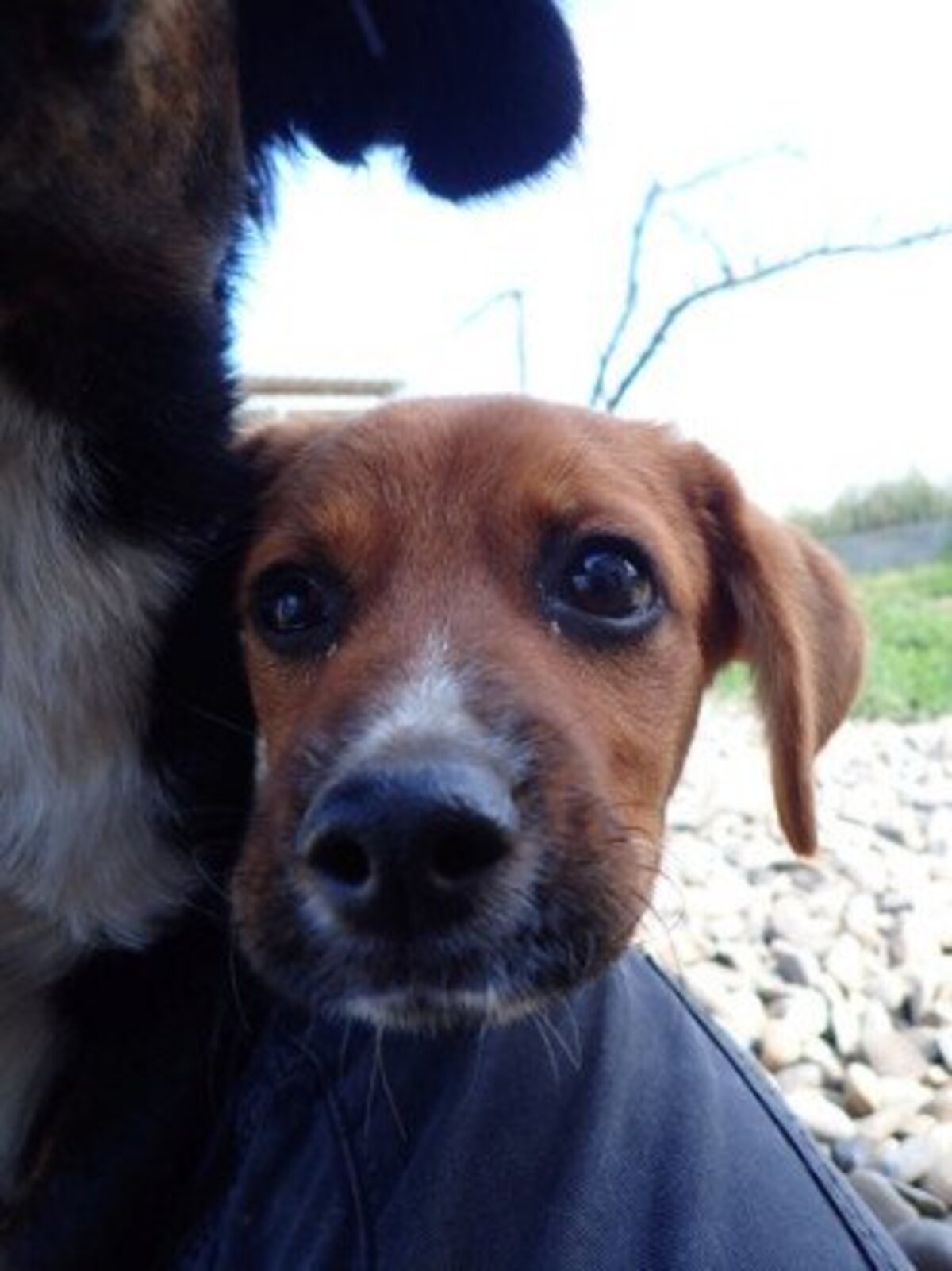 Adoption Hocus
